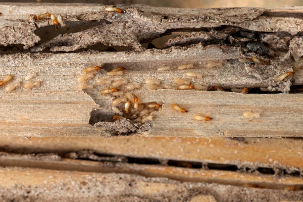 Best Pest Removal Services  in Buckingham, FL