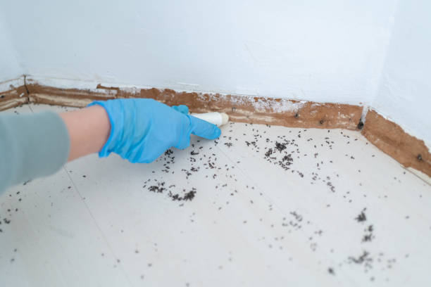 Best Local Pest Control Services  in Buckingham, FL